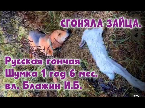 Видео: СГОНЯЛА ЗАЙЦА. Русская гончая Шумка 1 год 6 мес. вл. Блажин И.Б. #охотасгончей #топ #hunting