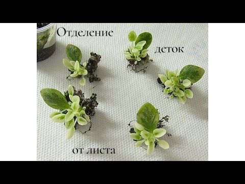 Видео: Отделение деток фиалки от листа и посадка в грунт 