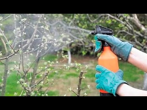 Видео: Ознайомлення із соціумом "Праця дорослих в саду"