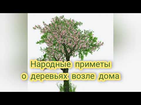 Видео: Деревья-обереги дома