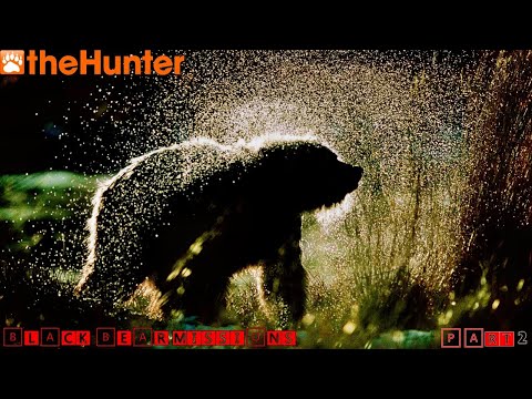 Видео: ♢ theHunter Classic ♢ Black Bear Missions ♢ part 2 ♢ Миссии на барибала ч. 2 ♢