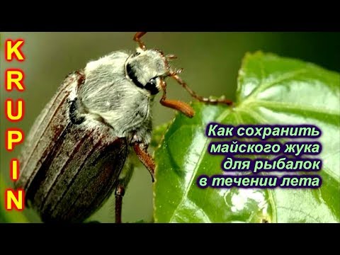 Видео: Хранение майского жука для рыбалки.