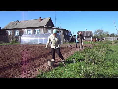 Видео: Посадка картофеля под плуг лебёдкой .