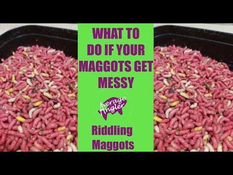 Видео: Избавление от личинок//Что делать, если все ваши личинки потные//Как содержать личинок в хорошем ...