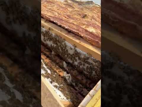 Видео: 4 августа 2022 г.