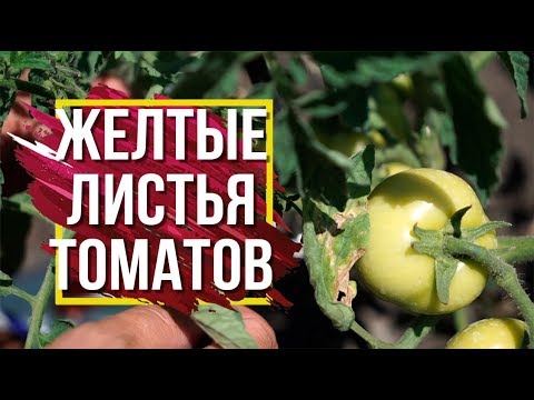 Видео: ВНИМАНИЕ ЖЁЛТЫЕ ЛИСТЬЯ ТОМАТОВ 🍅 Лечение Болезней томатов  🍅  Советы От Хитсад ТВ