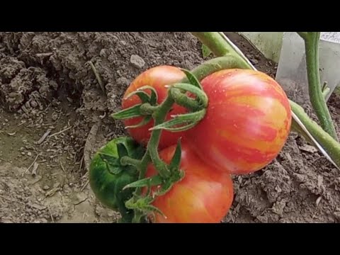 Видео: Обзор и дегустация томата сорта Страйп Болл