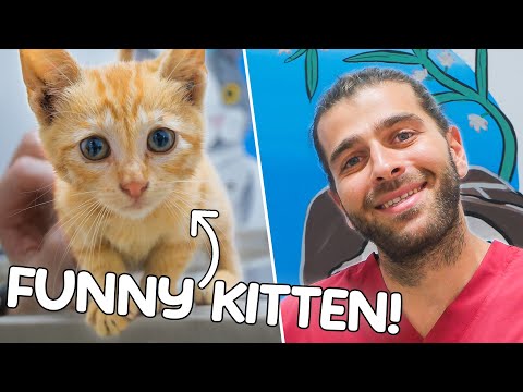 Видео: Самая игривая, весёлая и ласковая кошечка на свете! (Её спасли от смерти на шоссе!)