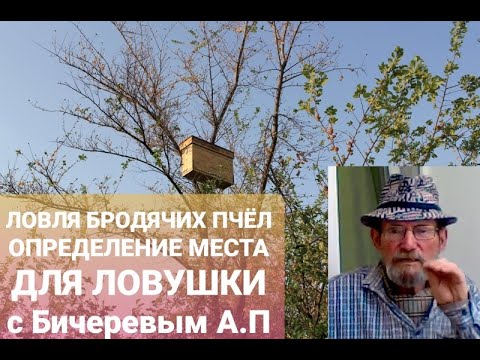 Видео: ЛОВЛЯ БРОДЯЧИХ ПЧЁЛ. КАК БЕЗОШИБОЧНО ОПРЕДЕЛИТЬ МЕСТО УСТАНОВКИ ЛОВУШКИ.