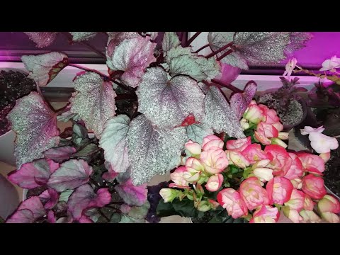 Видео: Комнатные растения на лоджии зимой House plants at the balcony in winter      식물을 베란다 소개합니다.