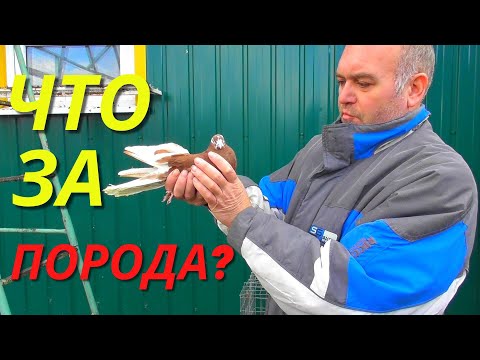 Видео: История про голубя -"ЧУЖАКА"