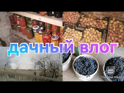 Видео: Делаем вино / Обзор заготовок в погребе / Пожар в Ростове / Выкопала свёклу и морковь / Дачный влог