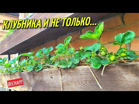 Видео: ОБЗОР-ВЕСНА/Малина,Инжир,Клубника,Томат,Цветы.