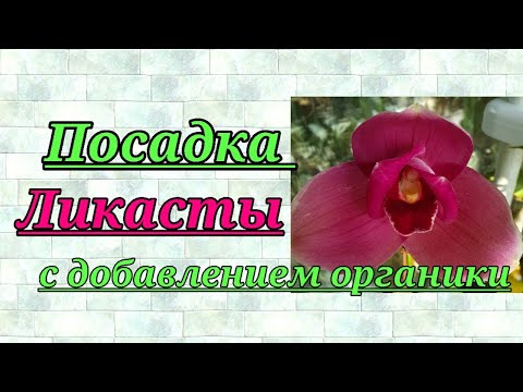 Видео: Посадка Ликасты с добавлением органики.