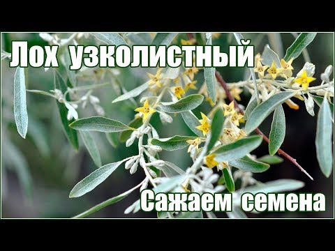 Видео: Лох узколистный - размножение семенами - стратификация и посадка