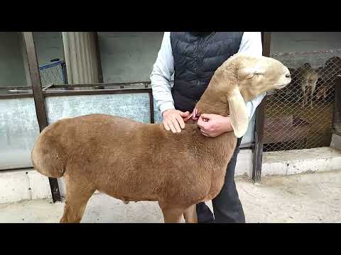 Видео: АРАШАН тел.0703702005