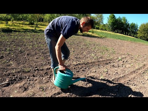 Видео: Посадка огурцов без лишних хлопот. Отличный урожай до поздней осени