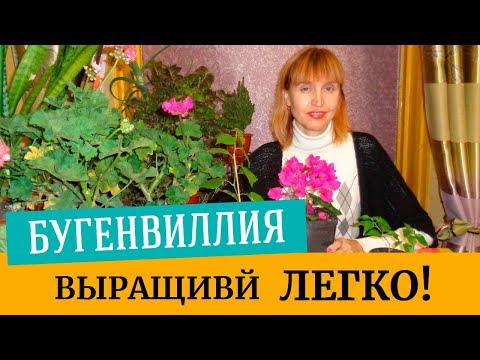 Видео: Бугенвиллия как выращивать, как размножать. Уход за бугенвиллией
