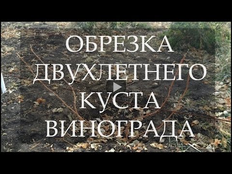 Видео: Обрезка двухлетнего куста винограда