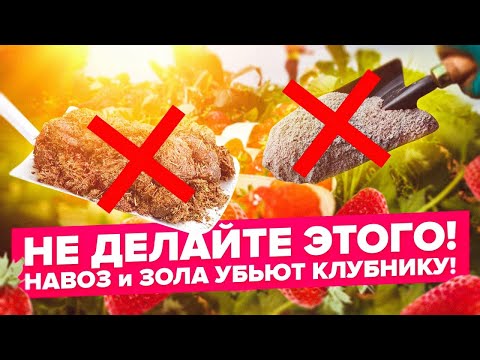 Видео: КЛУБНИКА ОСЕНЬЮ. ПОДКОРМКА. ОБРЕЗКА. ПРЕСАДКА. УСЫ