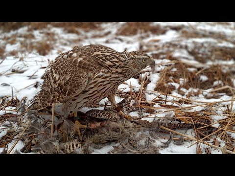 Видео: Қаршығамен қырғауыл аулау| Huntıng wıth Goshawk on Pheasant|Охота с Тетеревятником на фазана
