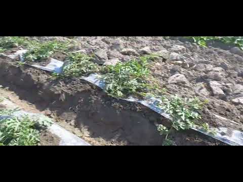 Видео: Тарвуз экиш сирлари 2024.05.28-май.