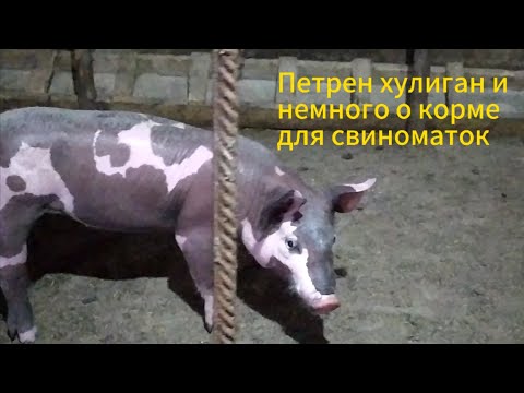 Видео: Петрен начинает хулиганить+ рацион кормления свиней.