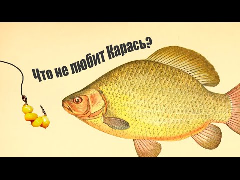 Видео: Делая эти вещи вы никогда не поймаете Карася! Что любит эта рыба?