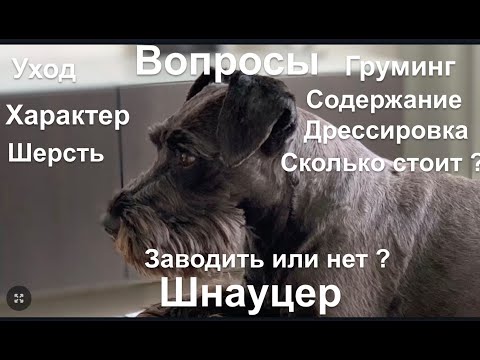 Видео: СОБАКА. КАК ВЫБРАТЬ? ЦВЕРГШНАУЦЕР. Zwergschnauzer