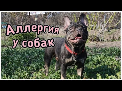 Видео: Аллергия у собак. Как определить и как лечить? Французский бульдог