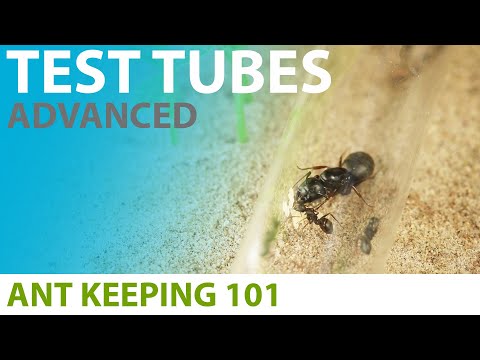 Видео: Содержание муравьёв в пробирках (продвинутые методы) | Содержание муравьёв 101
