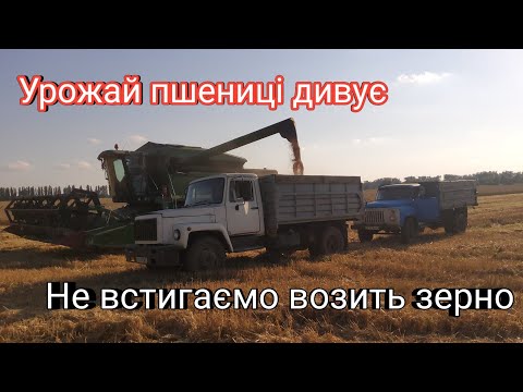 Видео: Продовжуємо жнива 2025, пшениця сипле краще ніж виглядає, возимо всім колгоспом