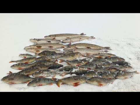 Видео: В ЭТОМ МЕСТЕ РЕДКО КТО РЫБАЧИТ. РЫБЫ ТУТ ХВАТАЕТ. ЗИМНЯЯ РЫБАЛКА.