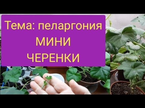 Видео: Мини черенки плющелистной пеларгонии. Их тоже можно укоренить.