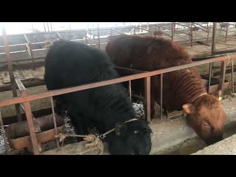 Видео: Откорм Быков -Прибыль с продажи 10 голов