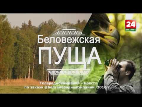 Видео: Беловежская пуща 7 Дуб Патриарх и другие