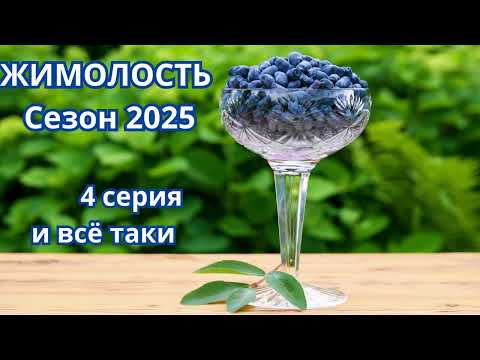 Видео: Многосерийный недофильм Жимолость сезон 2025 серия №4 Земное притяжение не отменимо