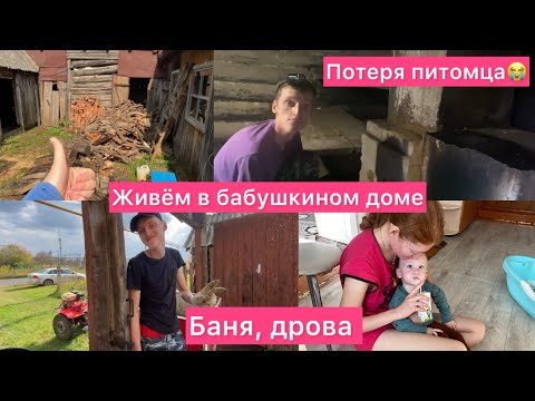 Видео: Живём в бабушкином доме 🎆 Ремонт бани🛁 Готовим дрова🪵 Потеря собаки 🐕❤️😭 Семейный влог