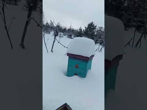 Видео: ВЫСОКАЯ РАМКА,КАК ИЗВЛЕЧЬ МЕД