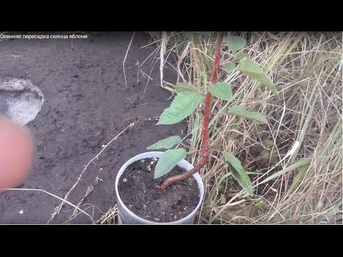 Видео: Посадка плодовых саженцев на холм по Железову - весной и осенью