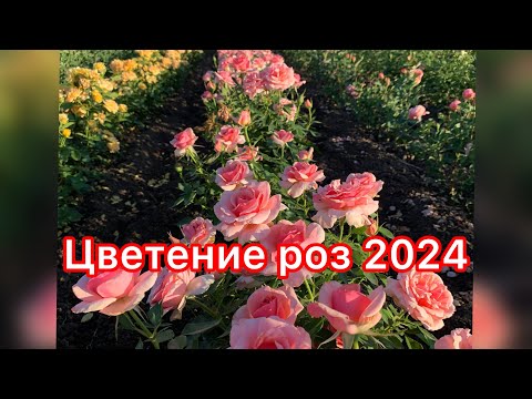 Видео: Цветение роз 2024 питомник maryroses.ru