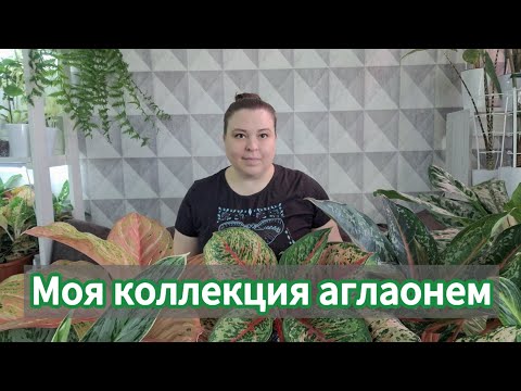 Видео: 22 февраля 2025 г.