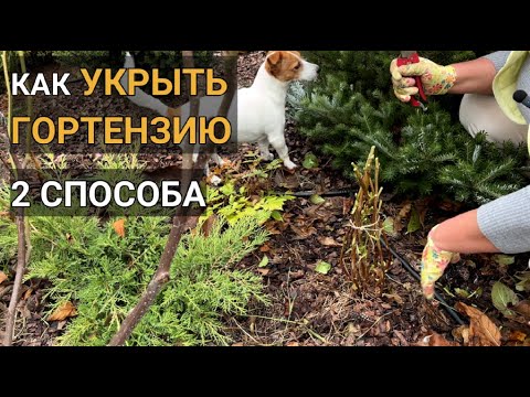 Видео: Как УКРЫТЬ ГОРТЕНЗИЮ крупнолистную ✂ 🌺 | Когда и как укрывать крупнолистную гортензию