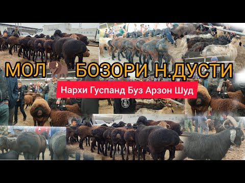 Видео: МОЛ БОЗОРИ Н ДУСТИ БОЗОРИ БАРАКАТ НАРХИ ГӮСФАНДХО