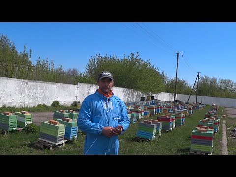 Видео: Презентация канала Виталия Голованя. Матководство. Пчеловодство