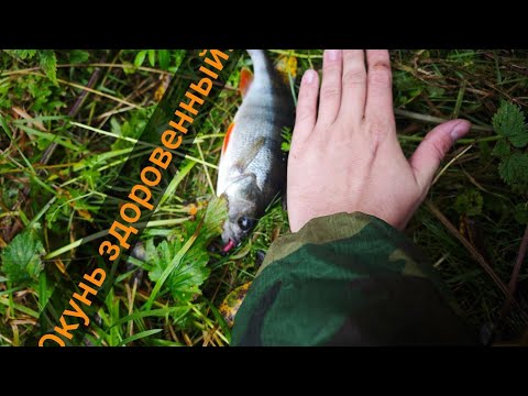 Видео: Осенняя рыбалка на щуку! Рыба есть удачи нет. Окунь здоровенный!! fishing rod vlog