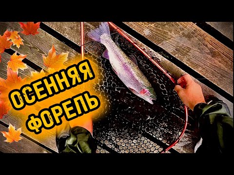 Видео: РЫБАЛКА БЕЗ СЛОВ. ЛОВЛЯ ОСЕННЕЙ ФОРЕЛИ