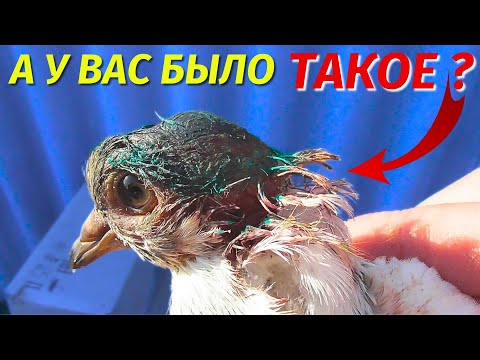 Видео: ЧУЖАК Неизвестной породы и Выживет Голубёнок или НЕТ⁉ 😥