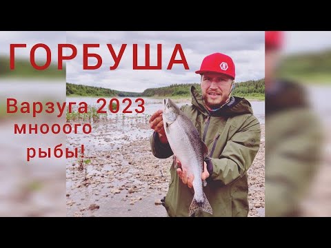 Видео: Варзуга 2023. Как мы поймали много горбуши и семги. Супер рыбалка,  ньюансы выбора места и лова. Ч.2