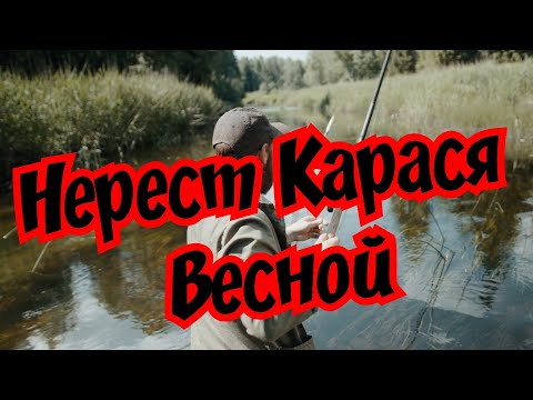 Видео: Нерест карася  конец  Апреля  начало Мая. Насадки и наживки весной.